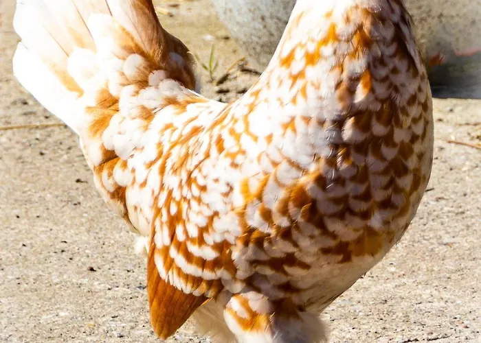 Meislahnhof Apartamento