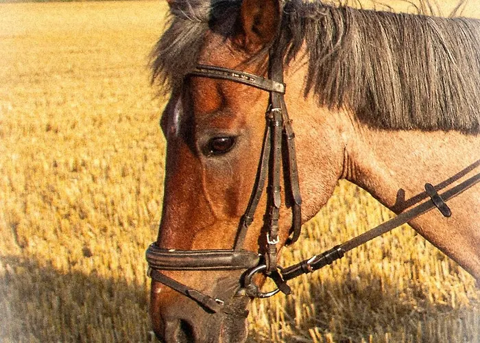 Meislahnhof Apartamento *