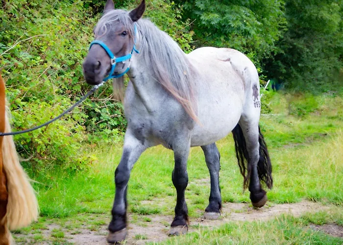 Meislahnhof Apartamento *